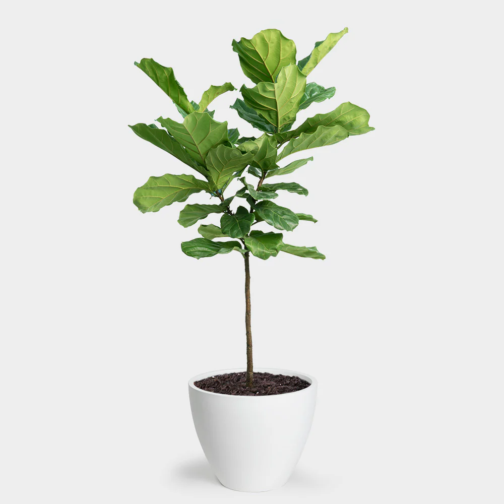 Fiddle-leaf Fig