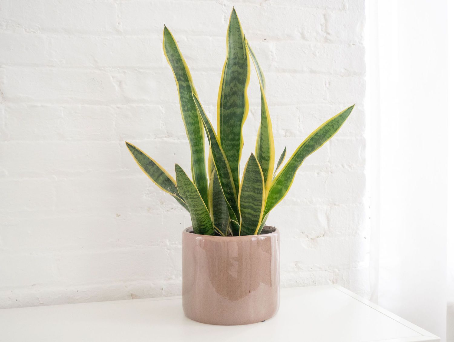Draggable image of Snake Plant